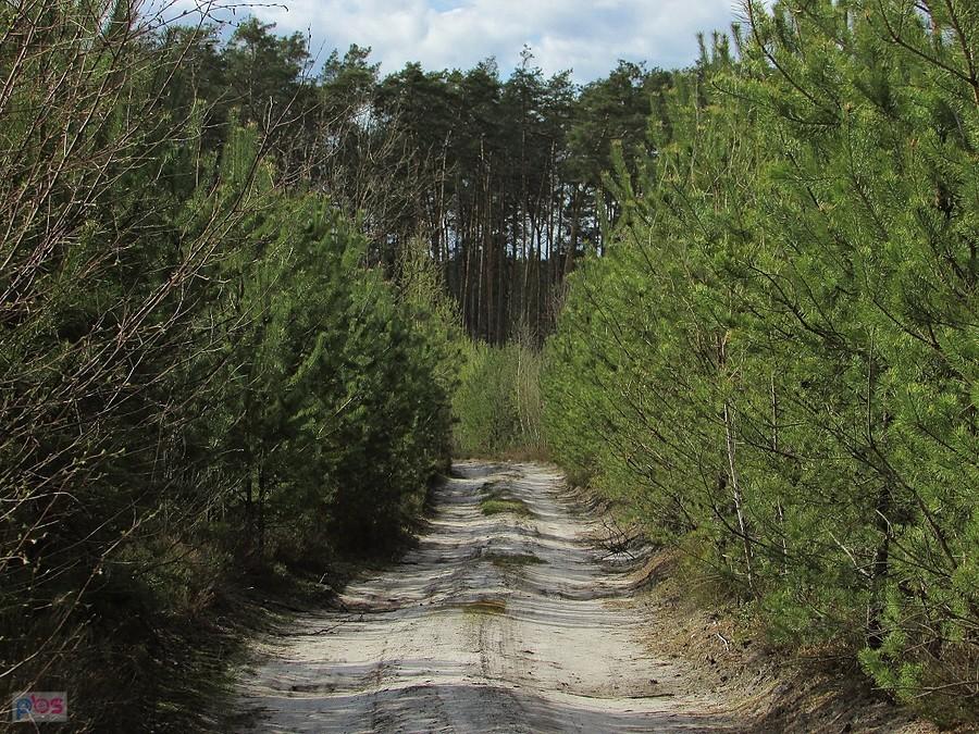 Piaszczysta droga w młodniku