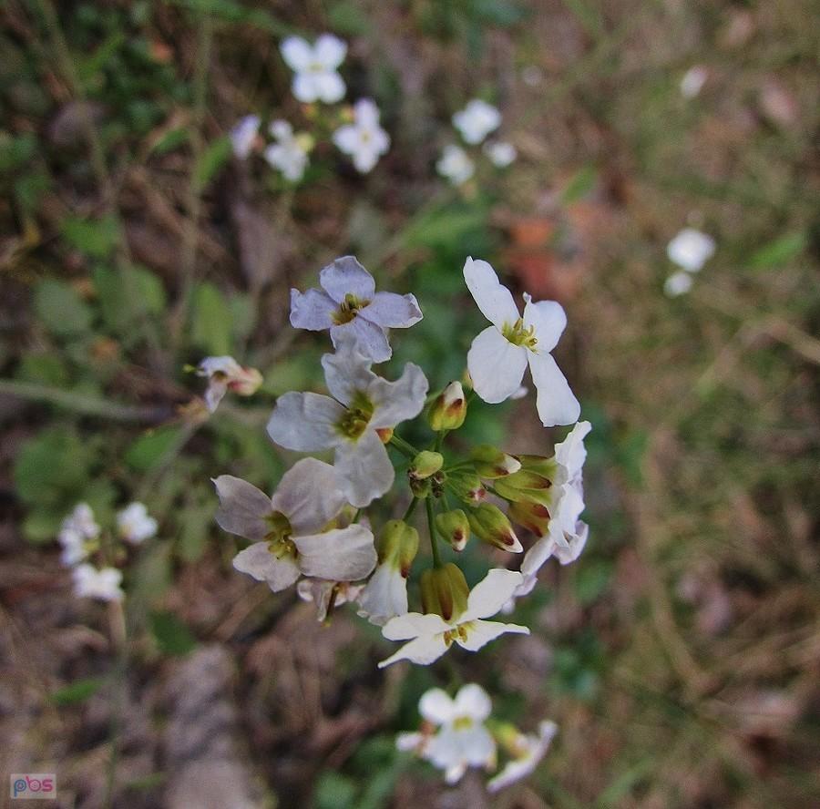Rzeżusznik piaskowy