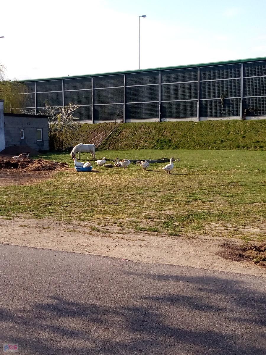 Kucyki i gęsi na wybiegu