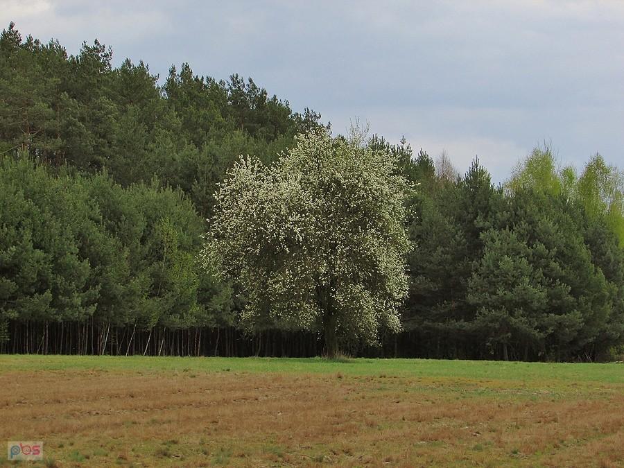 Grusza na miedzy