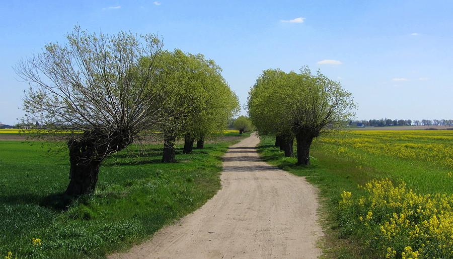 Ulubiony widok na zachodniej pustyni, już kwitnący