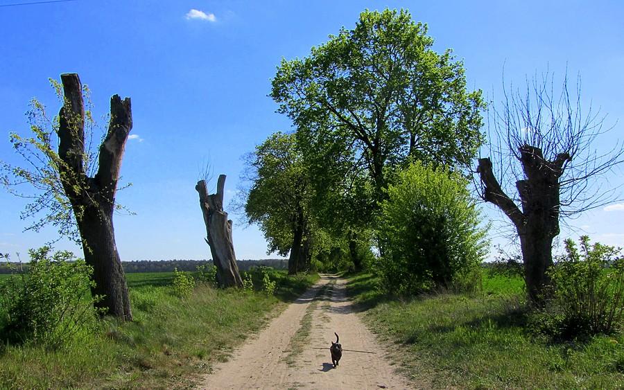 Przez pustynię do bram Wielkopolskiego Parku Narodowego :)