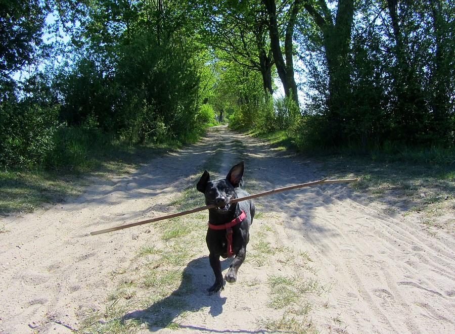 Radocha! - Wielkopolski Park Narodowy