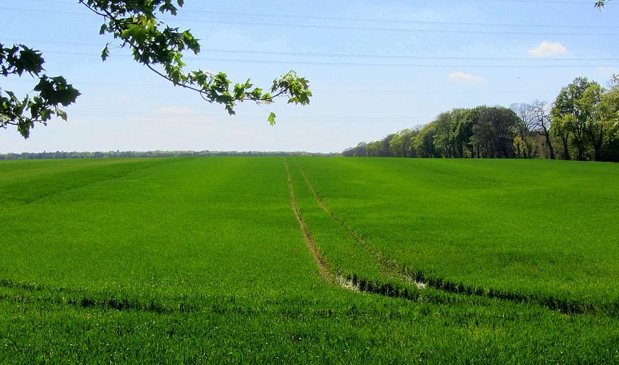 Pola, pola, pola - Wielkopolski Park Narodowy