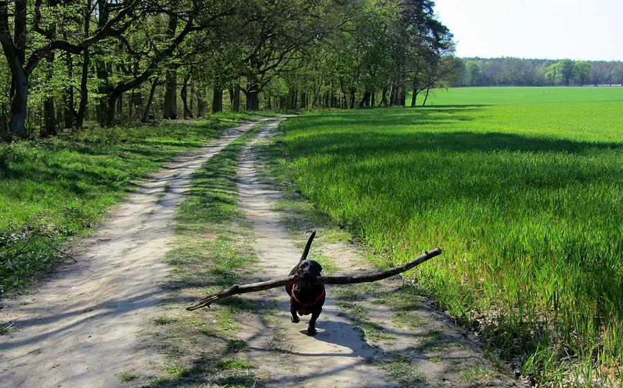 Kosiarz :) - Wielkopolski Park Narodowy