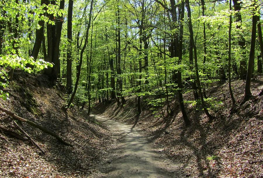 Wąwóz w Puszczykowskich Górach - Wielkopolski Park Narodowy