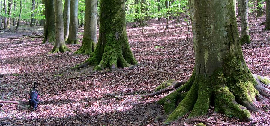 Giganci i kurdupel - Wielkopolski Park Narodowy