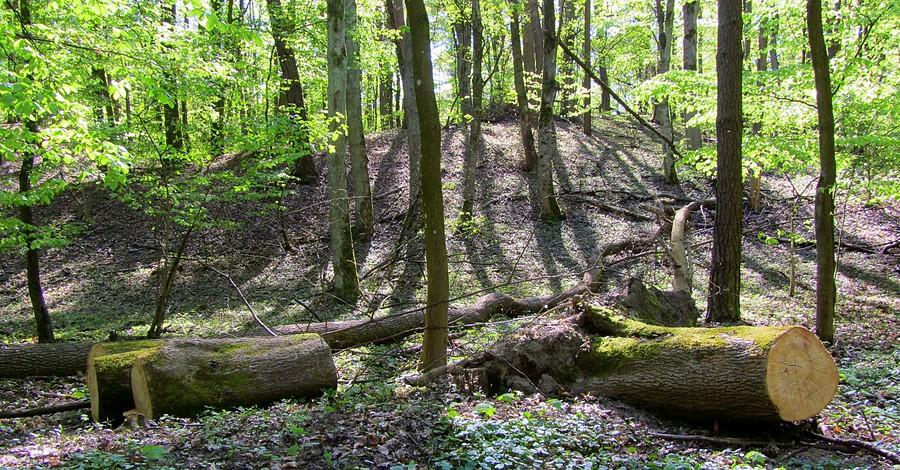 Hopki w Puszczykowskich Górach - Wielkopolski Park Narodowy