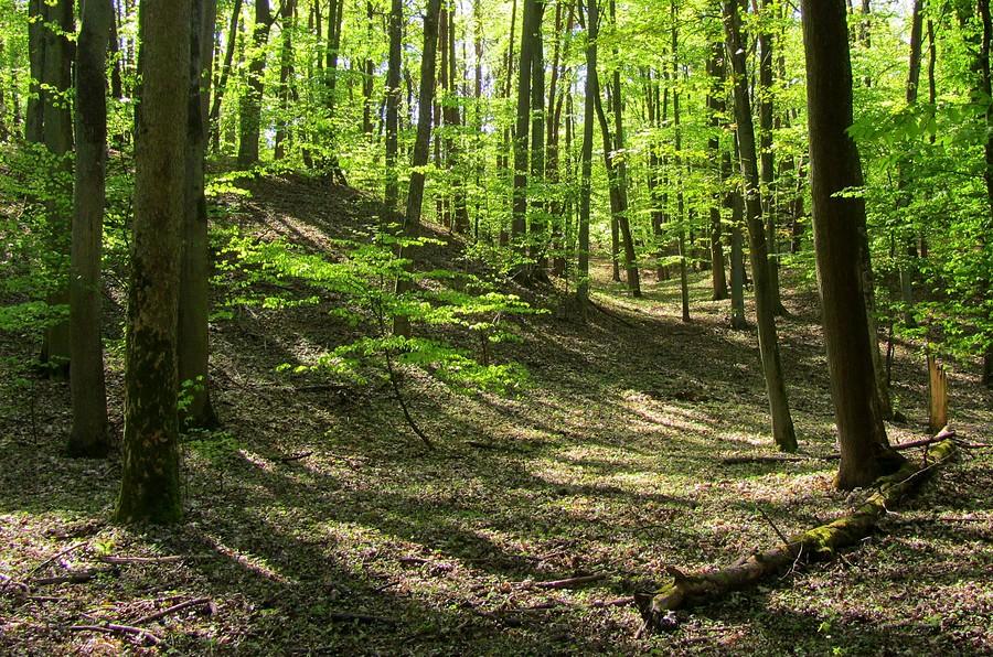 Tylko usiąść i słuchać - Wielkopolski Park Narodowy