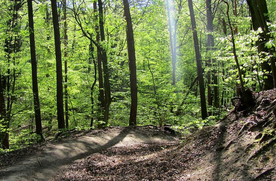 Oświecenie w Puszczykowskich Górach :) - Wielkopolski Park Narodowy