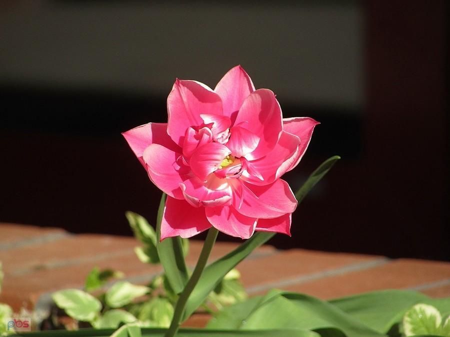 Tulipanowa róża