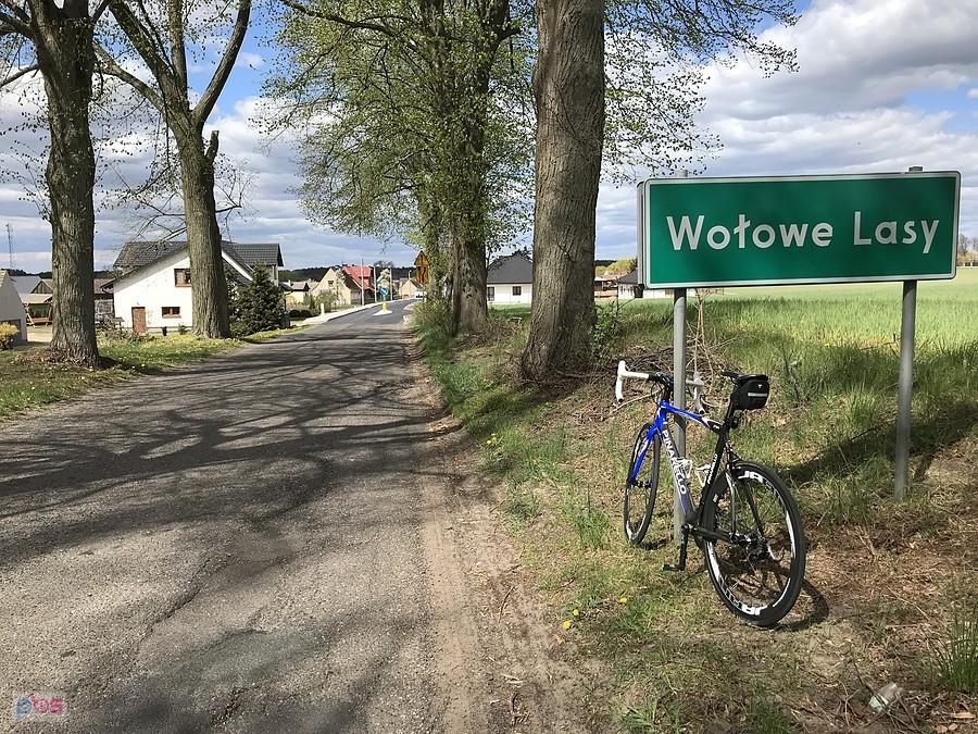 Wołowe Lasy