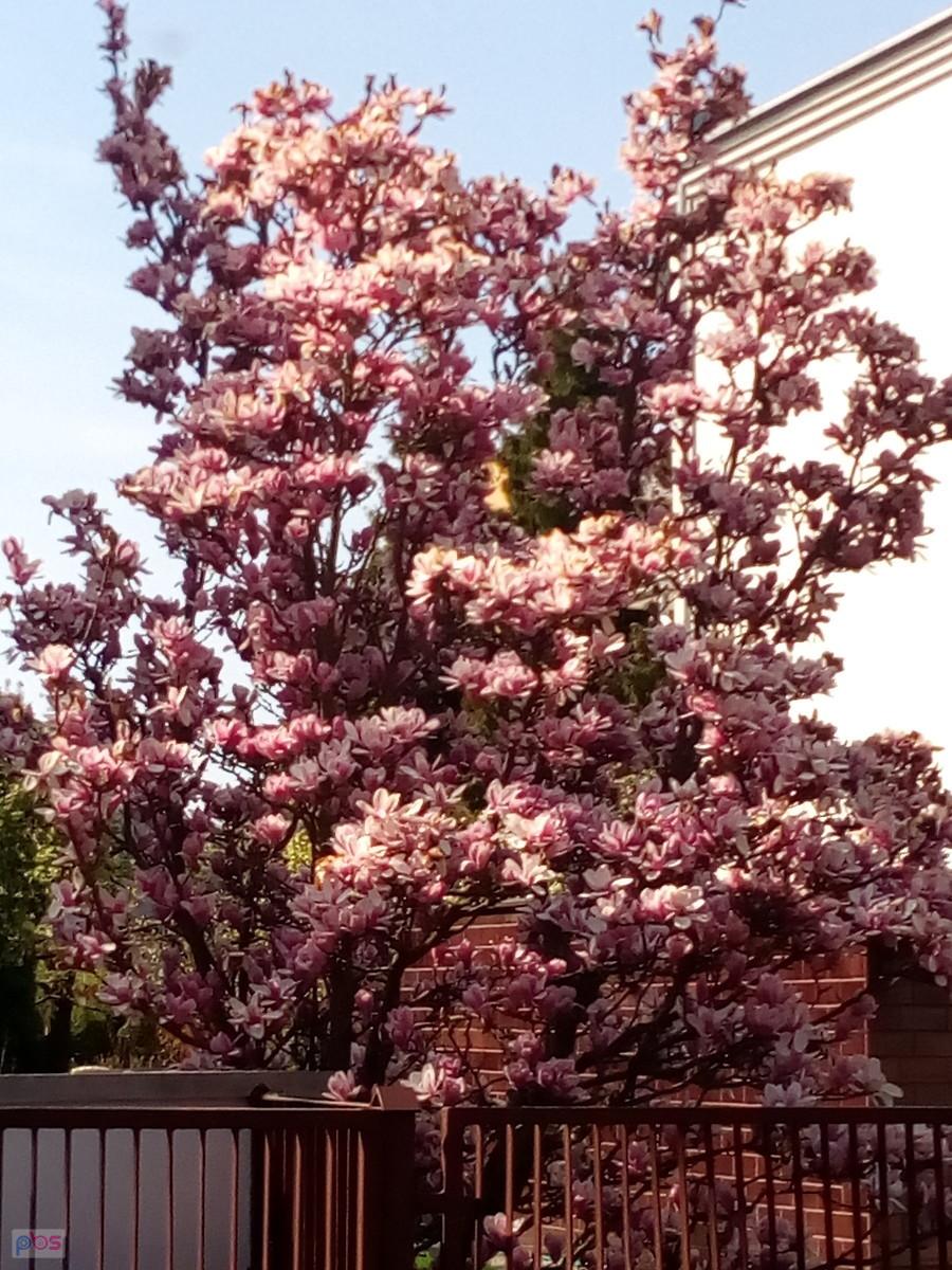 Kwitnąca magnolia