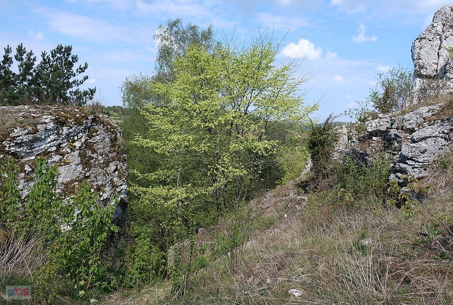 Wiosenna zieleń