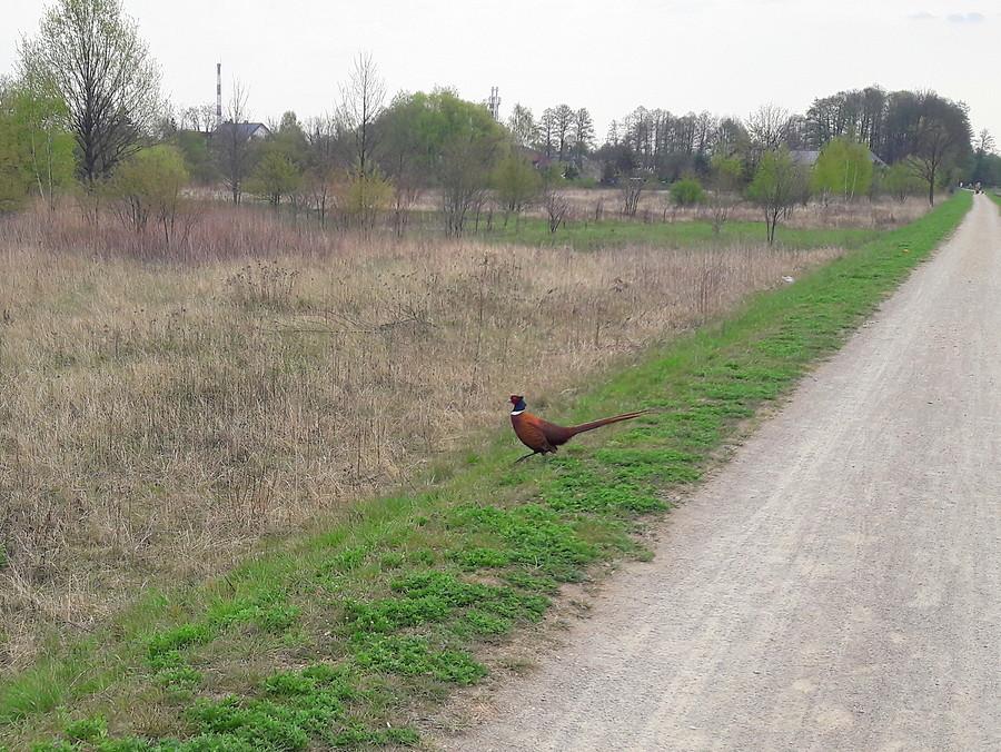 Bażant na wale nad Wartą.