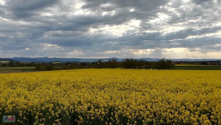 Panorama gór znad Mysłakowa - wersja rzepak