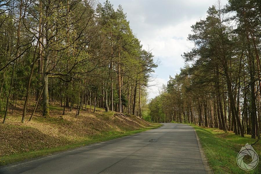 lasy leśnictwa Chotowa