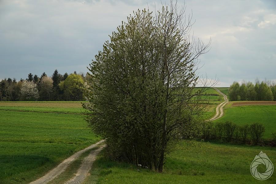 siakaś droga w bok znad Jodłowej