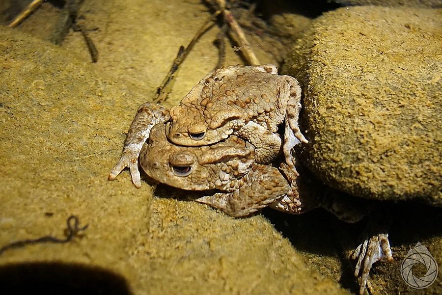 typowy ropuchowy ampleksus pod wodą
