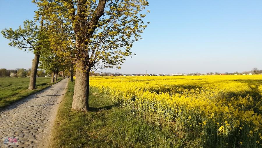 Wiosna w kolarskim wydaniu - rzepak i bruki