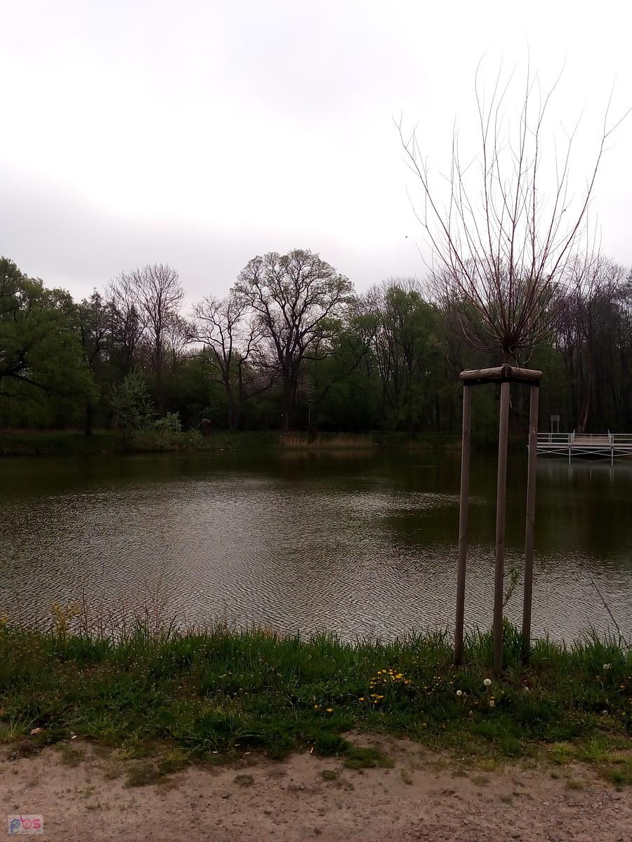 Staw w Ołtarzewie