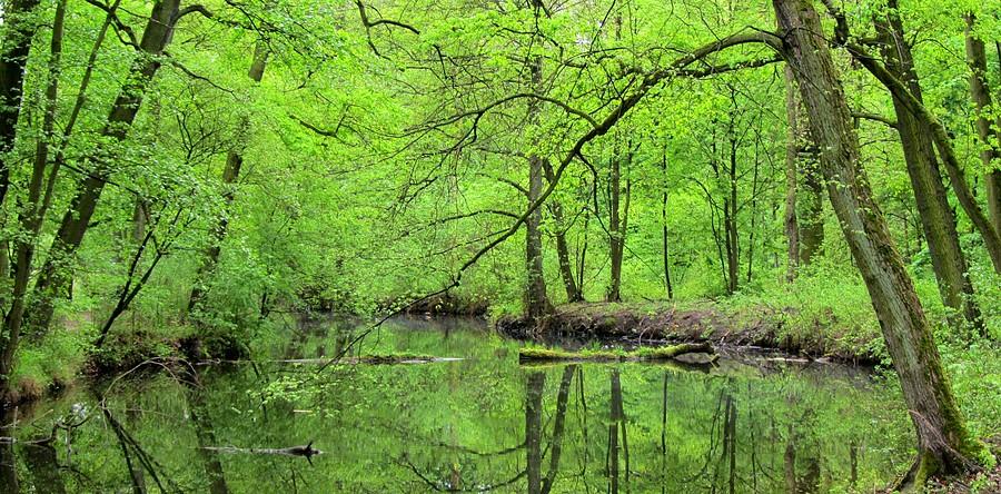 Na te barwy warto było czekać - Las Dębiński, Poznań