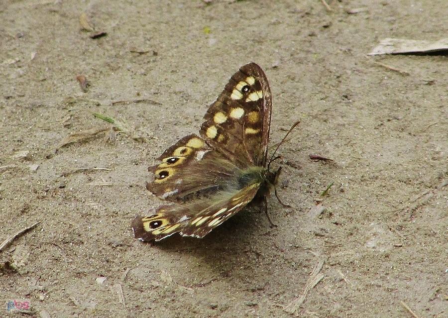 Osadnik egeria