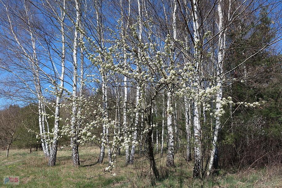 Fotka kwietniowa