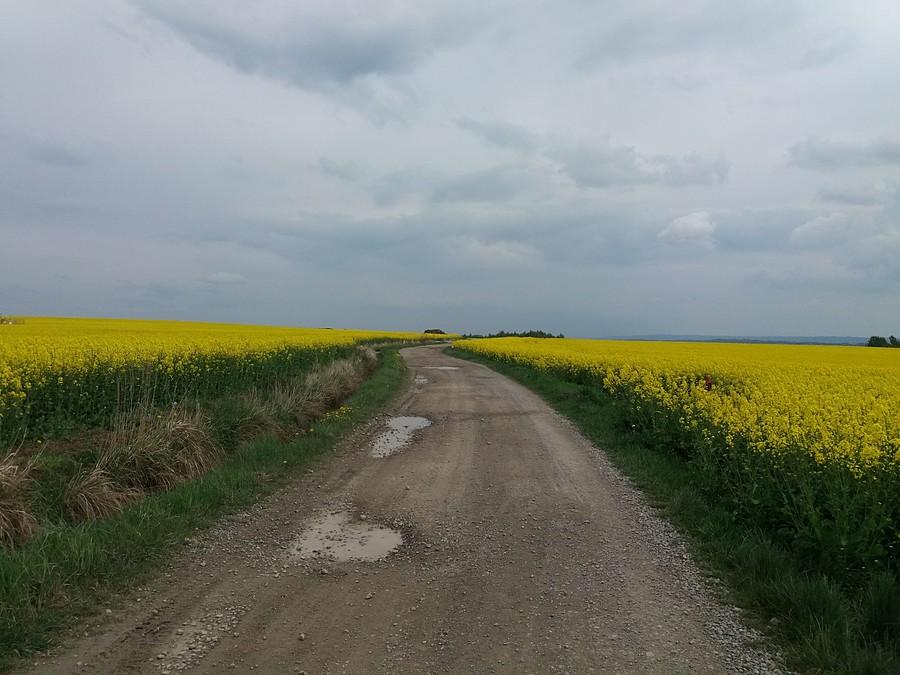 Sporo tego żółtego.