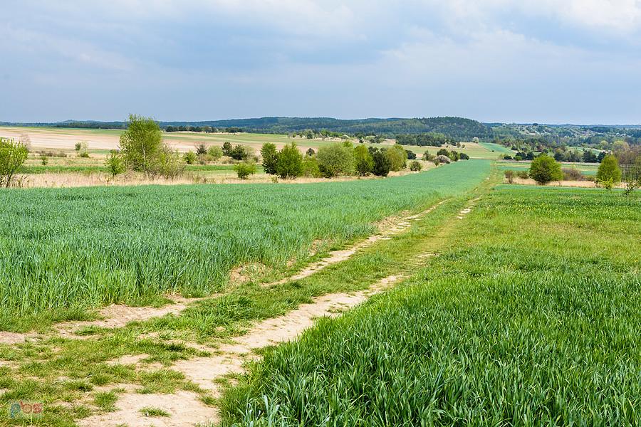 Jaroszów - ujęcie na drogę w kierunku Żarek