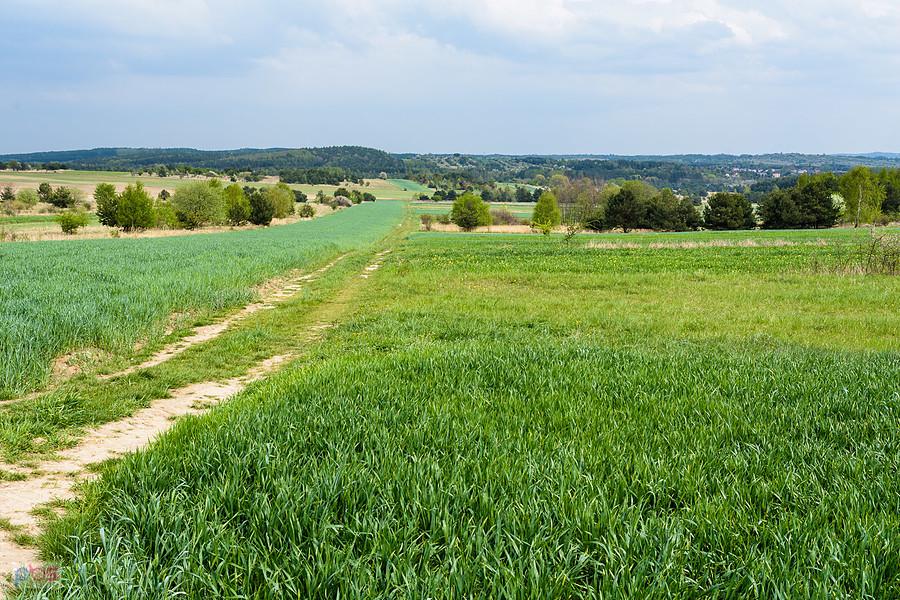 Jaroszów - ujęcie na drogę w kierunku Żarek