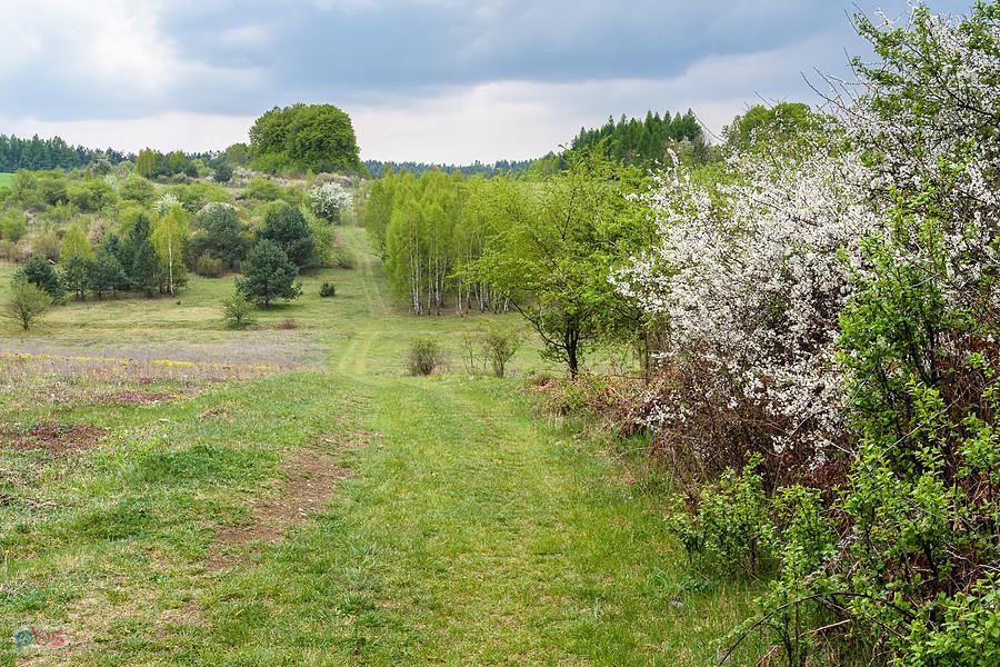Kolonia Trzemieszów - Czatachowa