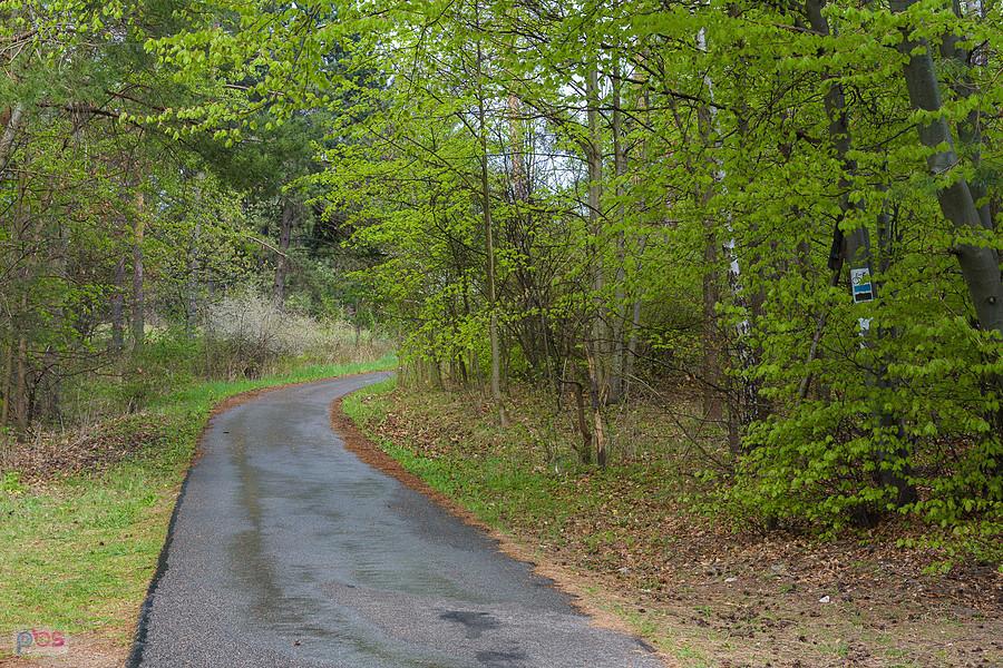 Asfaltowa droga pieszo-rowerowa w pobliżu ruin strażnicy w Przewodziszowicach - ujęcie w kierunku Czatachowy