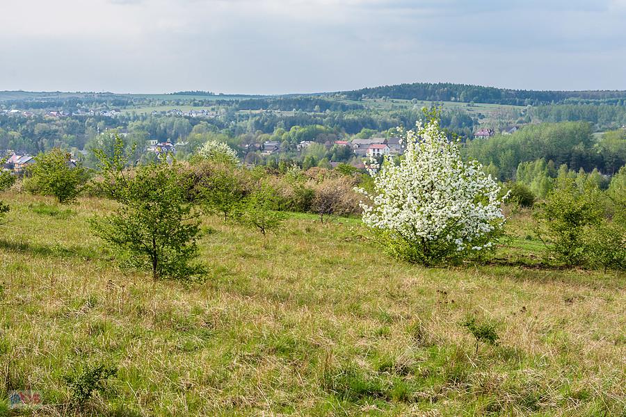Ujęcie ze wzniesienia Parchowotka w Żarkach, kadr w stronę żareckiej dzielnicy Leśniów