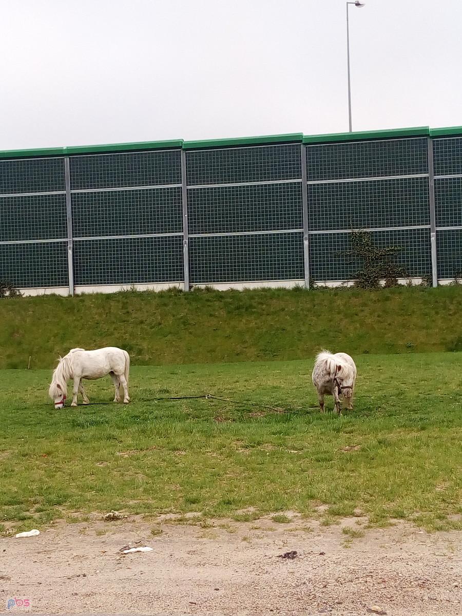 A tu dwa jasne. Gęsi dziś nie było...