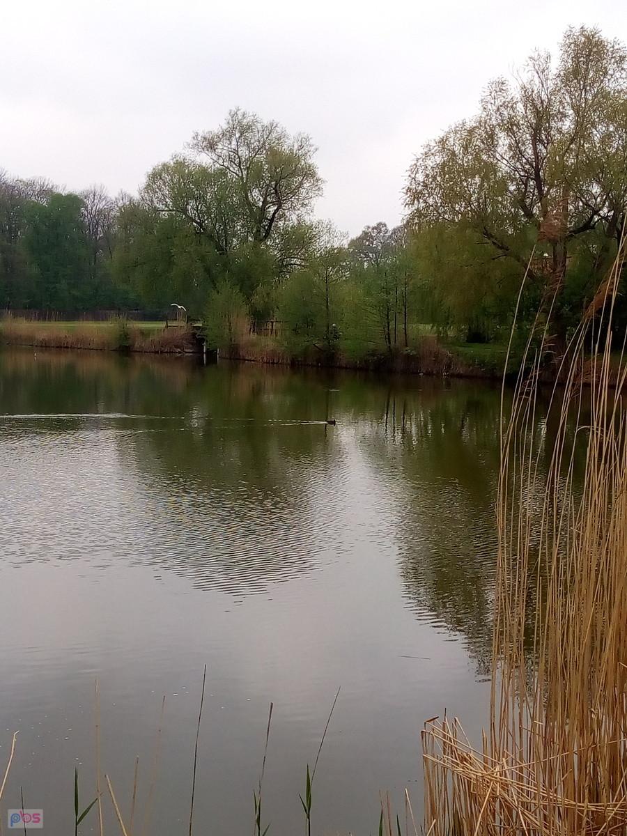 Staw w Zielonkach