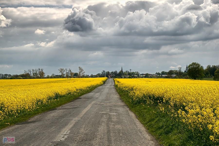 między rzepakowymi polami do Koszewa