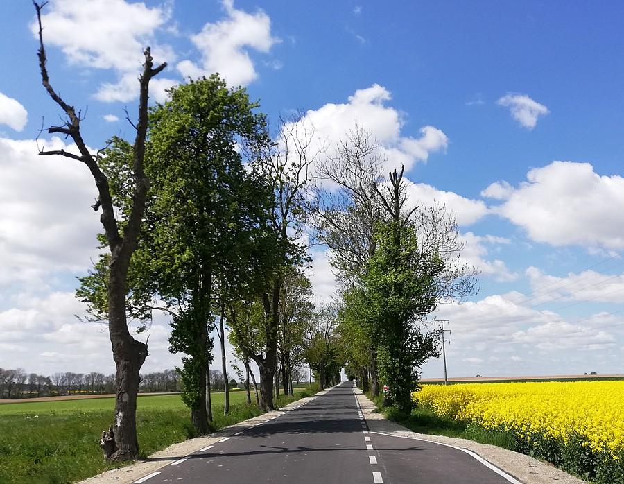 Raz jeszcze barwy wielkopolskiej wiosny