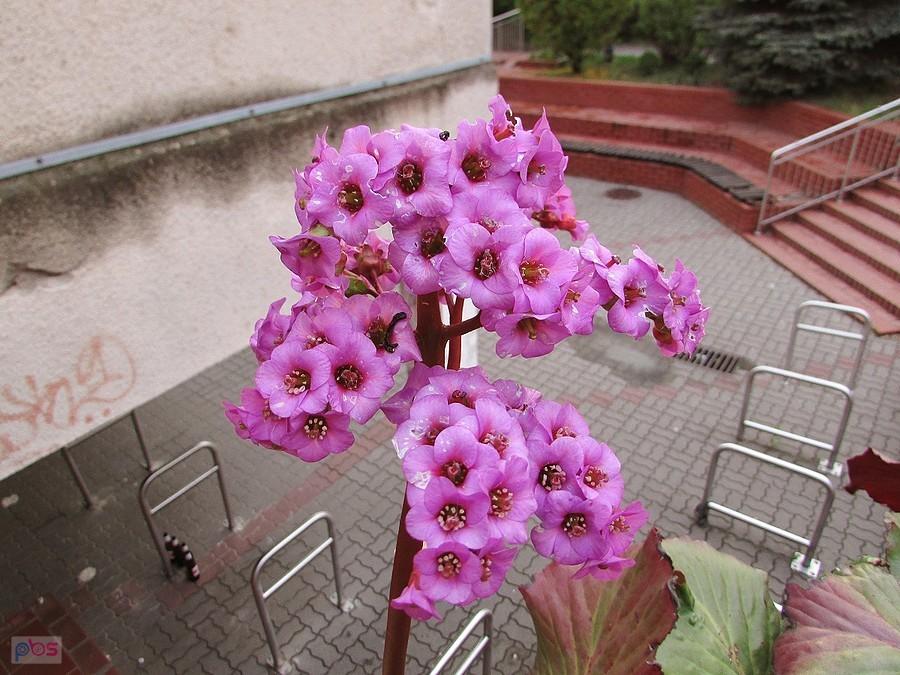 Bergenia przyszkolna