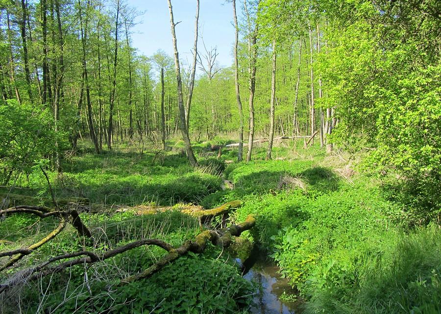 Kwitnąca zieleń w drodze do Lisówek