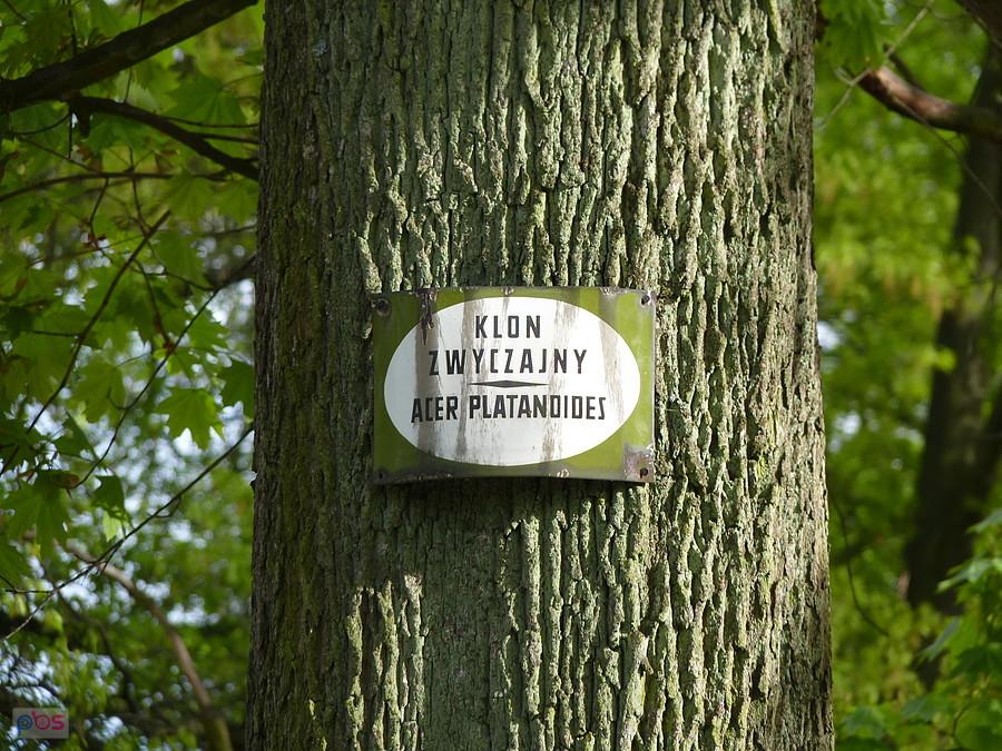 klon zwyczajny