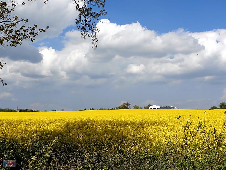 Łany kwitnącego rzepaku pod Warnikiem.