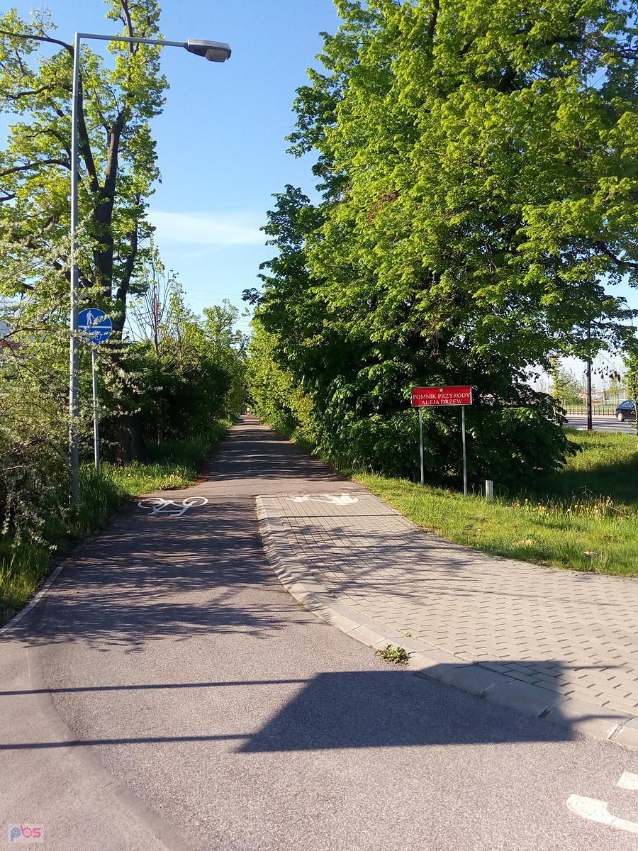 Aleja Drzew zwana przez nieszczęśliwie zakochanych aleją miłości