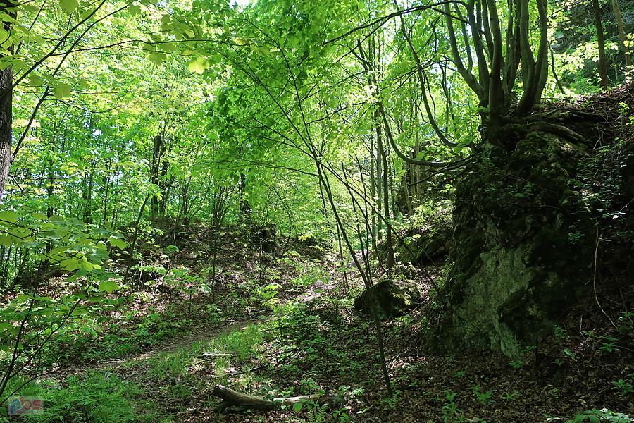 Ścieżka na Grodzisku Pańskim