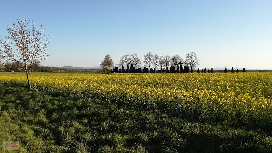 Cmentarz w Wawrzeńczycach ukryty w rzepaku