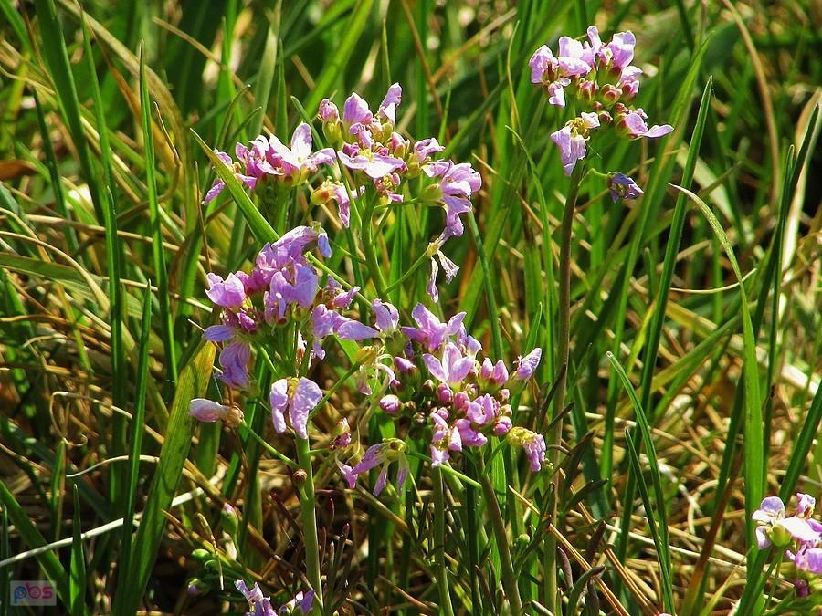 Centuria pospolita
