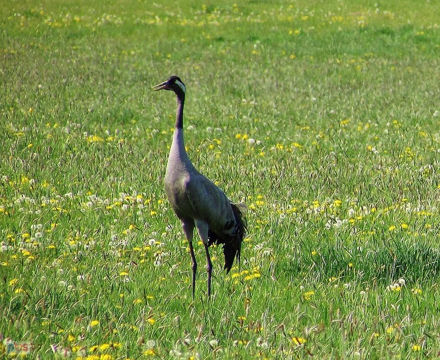 Żuraw wydał ostrzegawczy okrzyk