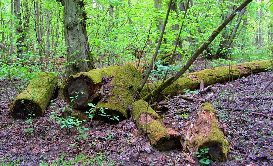 Mechowisko - Rezerwat Krajkowo