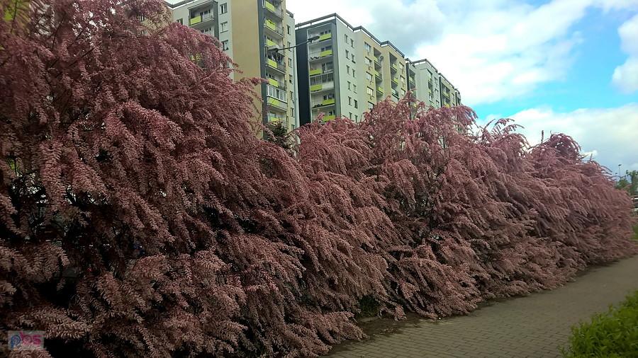 Kwitnący krzew z ulicy Janiszewskiego na Gumieńcach.