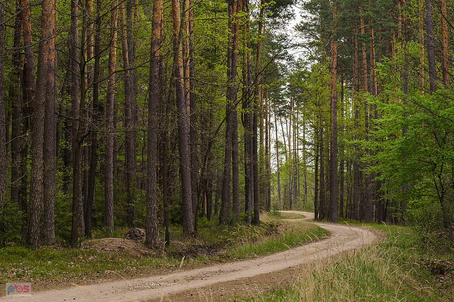Droga w pobliżu osady Pod Jamą -Pietrzaki
